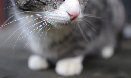 开云官网入口-体育赛事外语传播能力提升与国际传播机制研究，体育赛事营销传播书籍  第3张